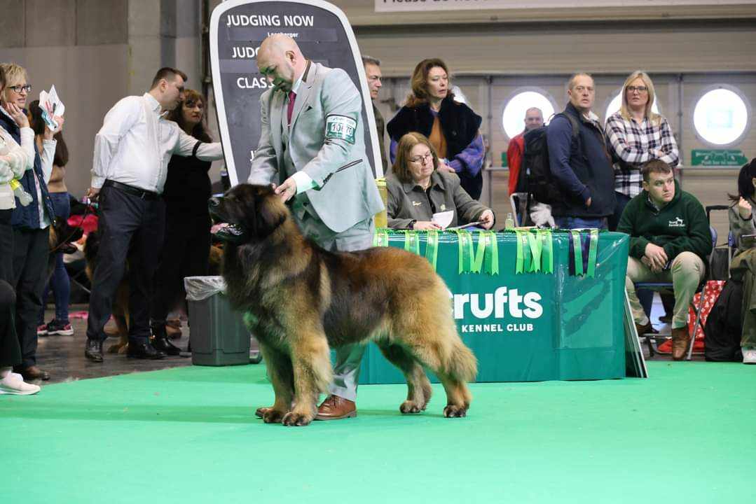 Ch. Condalf Baldur - Breed Record Holder with 29 CCs